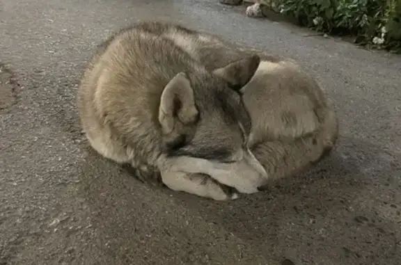 Найдена собака Хаски на ул. Дзержинского, 52 в Кургане
