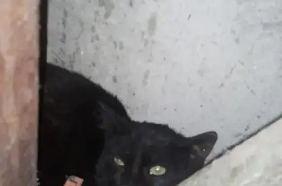Найдена черная кошка в Калининграде