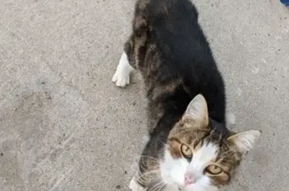 Найдена кошка на Туристской, домашняя, ищем хозяина