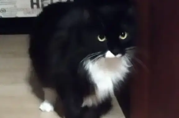 Кошки потеряшки, Москва, фото: Потеряшка кошка Укроп на бульваре Карбышева, Москва