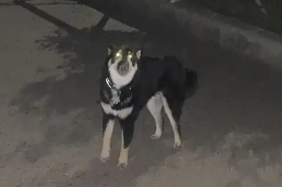 Собака на улице Ермаковского, 39 в Улан-Удэ