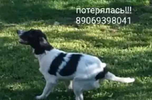 Пропала собачка Эльза в селе Подгорном, помогите найти!