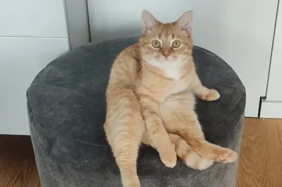 Кошки потеряшки, Москва, фото: Потеряшка кошка Микки на Погонном проезде 50