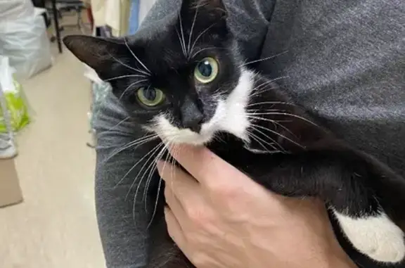 Найдена ласковая кошка в Лефортово, ищет дом