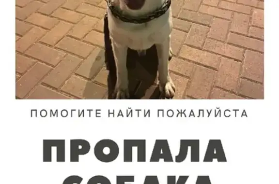 Пропала собака ЛАКИ, адрес: ул. Лермонтова 85, Черкесск.
