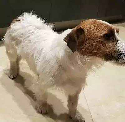 Собаки потеряшки, Москва, фото: Потеряшка собака Девочка на улице Твардовского, Строгино, Москва