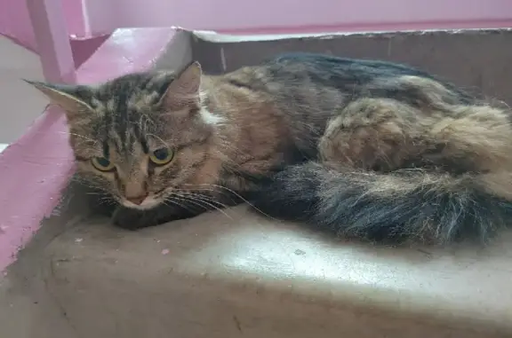 Найдена кошка на Даурской улице