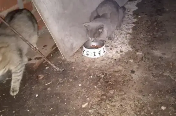 Потерянный серый британский кот на Колхозной, 22 в Быково