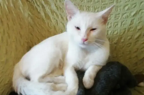 Найден белый котик на Рябиновой, Москва
