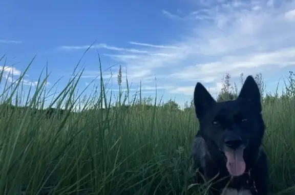 Пропала черная собака в Сараях, Рязанская обл.