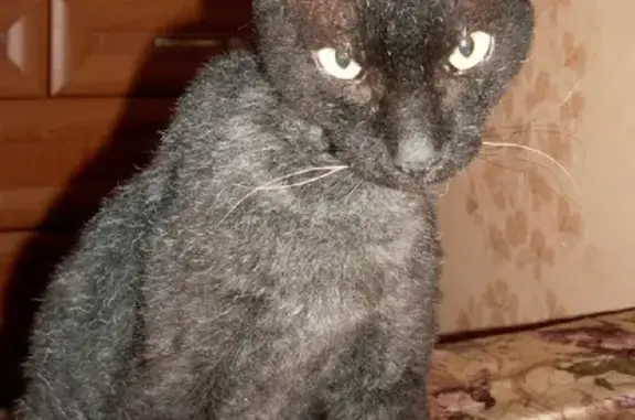 Найдена кошка в Берёзе, г.о. Самара, метис донского сфинкса/корниш-рекса, чёрный.