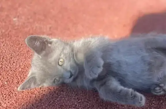 Кошки потеряшки, Казань, фото: Потеряшка котенок Барсик, ул. Адоратского 31, Казань