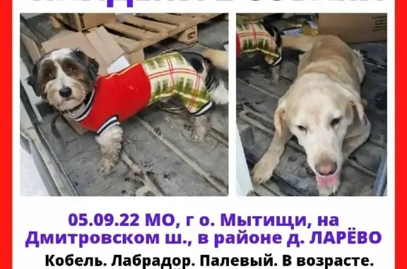 Собака найдена на Дмитровском шоссе, Ларёво.