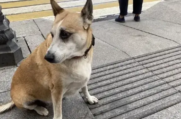 Собака найдена у Вкусвилла на ул. Жуковского и Восстания