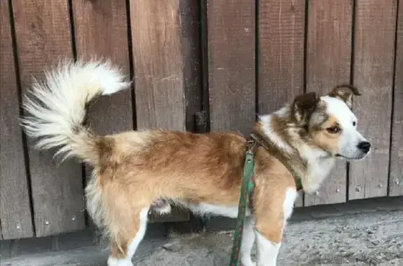 Найден пес в Вишняково, возраст 3 года, вес 7 кг, безпородный