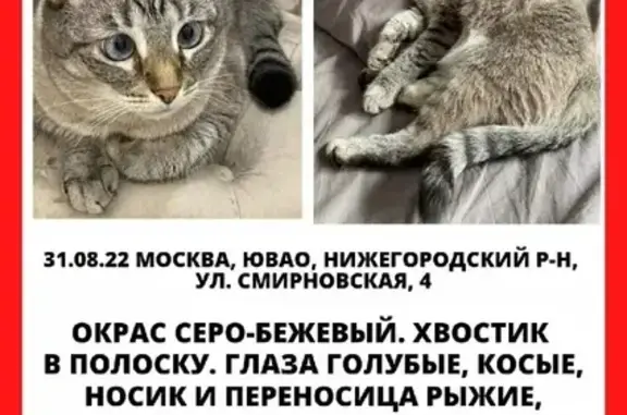 Кошки потеряшки, Москва, фото: Потеряшка кошка на Смирновской, 4А в Москве