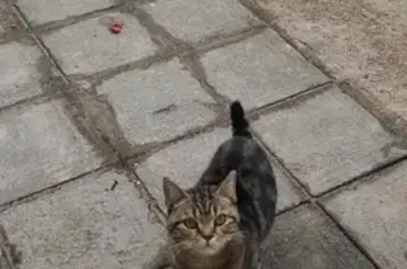 Найдена кошка на улице Петра Смородина