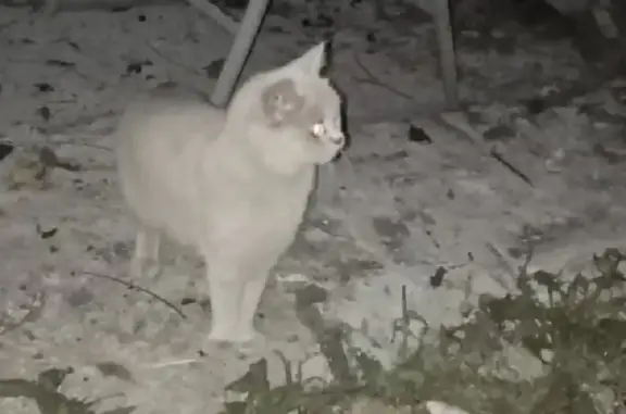 Найдена кошка в Березовском, ищем нового хозяина