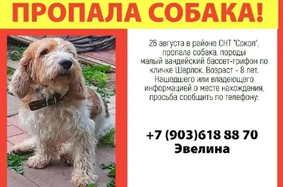 Пропала собака породы Вандейский бассет-грифон малый, Московская область, 46Н-07195.