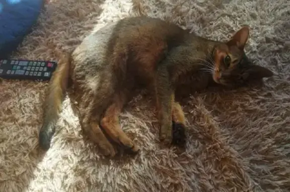 Пропала Абиссинская кошка на Домодедовской улице, Москва