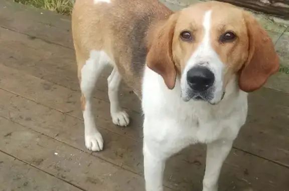 Найдена домашняя собака в Подволочье, Великоустюгский район