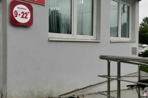 Собака найдена на Юбилейной, 7 в Подольске