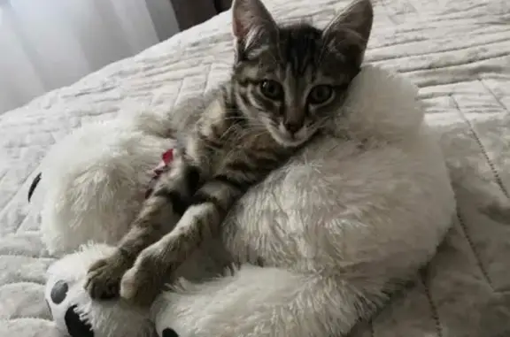 Найдена красивая кошка в Тюмени на Московском тракте