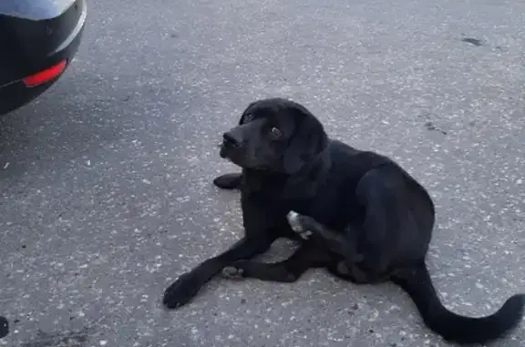 Найдена собака в Высокиничах, Калужская область