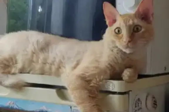 Потерянные животные Новосибирск, фото: Пропала кошка Сфинкс на Катодной улице, Новосибирск