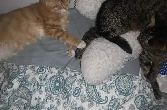 Кошки потеряшки, Санкт-Петербург, фото: Потеряшка кошка на Ивановской, 30 в СПб