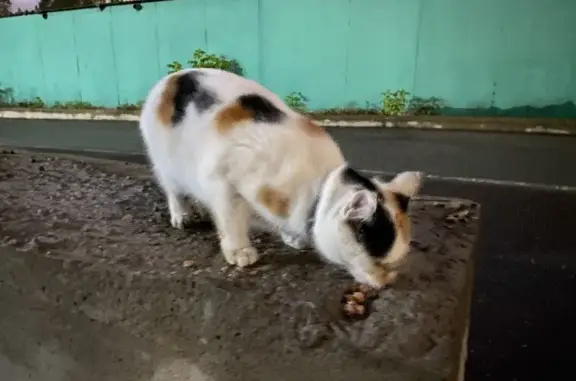 Найдена кошка на Хачатуряна 12 к3, Москва