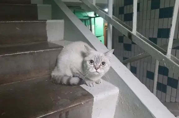 Найдена кошка на Сумском проезде