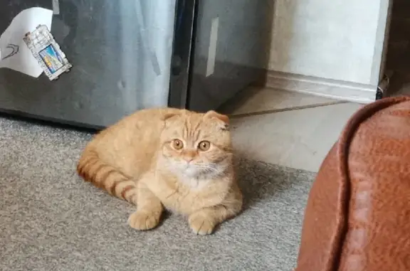 Кошки потеряшки, Ярославль, фото: Потеряшка кошка на Хуторской улице, Ярославль