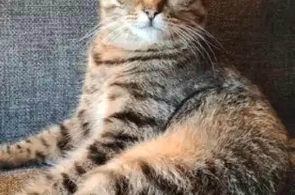 Кошки потеряшки, Москва, фото: Потеряшка кот на улице Сталеваров, Москва