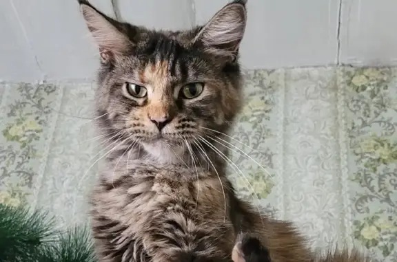 Кошки потеряшки, Брянск, фото: Потеряшка кошка Мейн-кун по адресу в Брянске