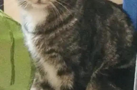 Пропала кошка Метис, ул. Карла Маркса, 61, Гатчина
