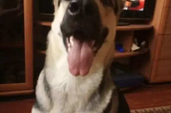 Собаки потеряшки, Нижний Новгород, фото: Потеряшка собака Восточно-европейская овчарка на ул. Янки Купалы, 19, Нижний Новгород