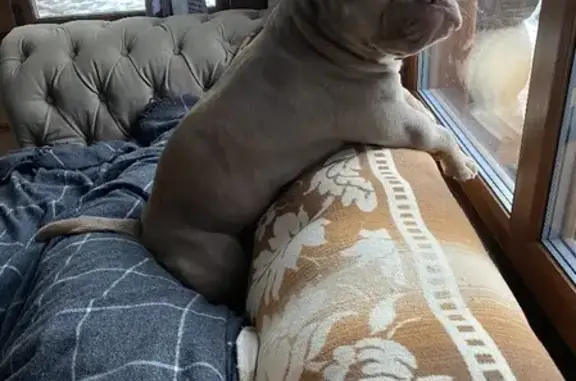 Собаки потеряшки, Санкт-Петербург, фото: Потеряшка собака на Малодетскосельском пр-те, вознаграждение!