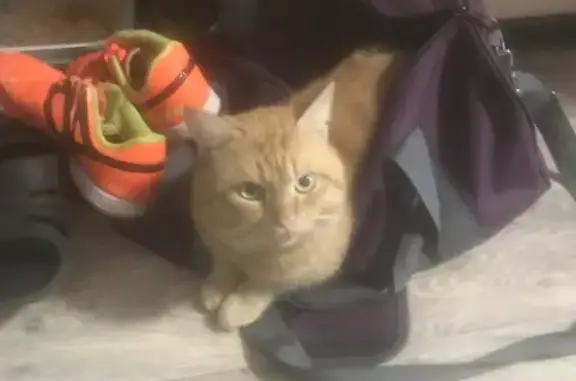 Кошки потеряшки, Ярославль, фото: Потеряшка кошка Рыжик на Больших Полянках 23 к3, Ярославль