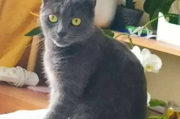 Пропала кошка в Усть-Лужском поселении - photo