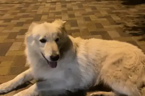 Собака найдена на ул. Ленина, 480/1 в Ставрополе.