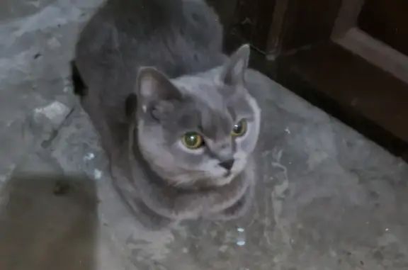 Найдена кошка на Ленина 39, передержка на Красноармейской 144