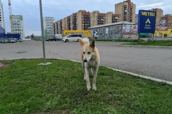 Найдена собака на ул. Кутузова, 1 с196 в Красноярске