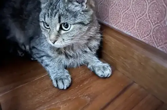 Найдена ласковая кошка на ул. Свердлова, 65