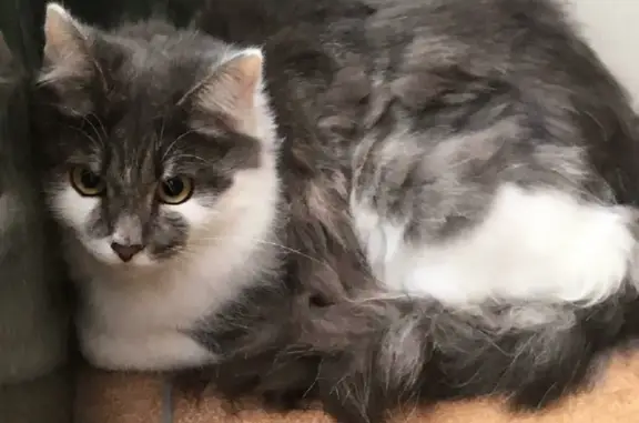 Найден котик в Микрорайоне Радуга Сибири, ищем новых родителей