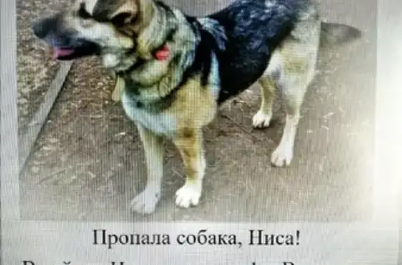 Пропала собака Девочка Ниса с адресником на 1-й Вольской, Некрасовка