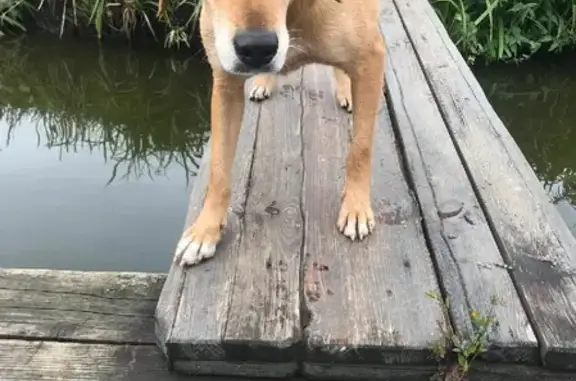 Найдена рыжая собака близ Белгородки, Курской области