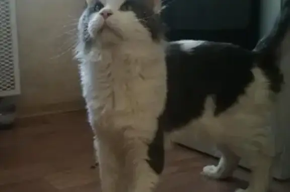 Пропала кошка Мейн-кун на дачном участке в Ангарском городском округе