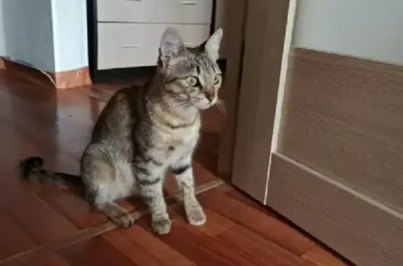 Найдена молодая кошка на ул. Лесопарковой, Красноярск