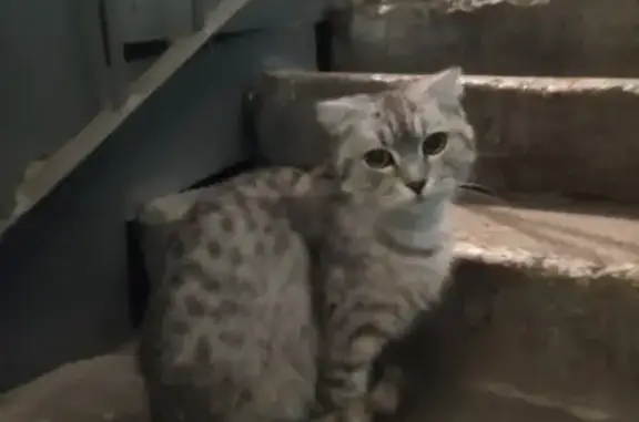 Найдена кошка в Комсомольском посёлке, ищем хозяина!